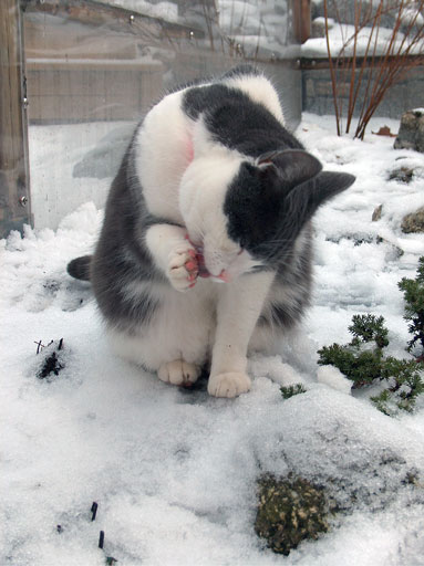 Chilly Paw. by Joseph Howse. Portraying Plasma Tigerlily Zoya. December 25, 2005.